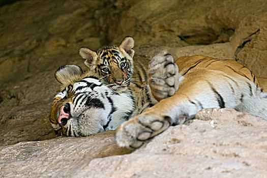 孟加拉虎,虎,星期,老,幼兽,睡觉,母亲,巢穴,班德哈维夫国家公园,印度