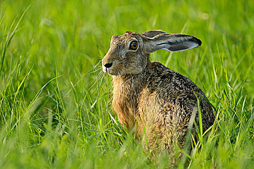 欧洲野兔,坐,草,北莱茵威斯特伐利亚,德国,欧洲