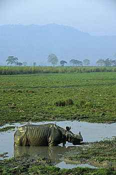印度,阿萨姆邦,卡齐兰加国家公园,犀牛,水中