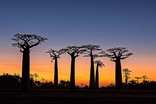 猴面包树,道路,日落,靠近,穆龙达瓦,马达加斯加,非洲