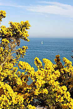 海洋,黄色,金雀花,灌木,多西特,英国