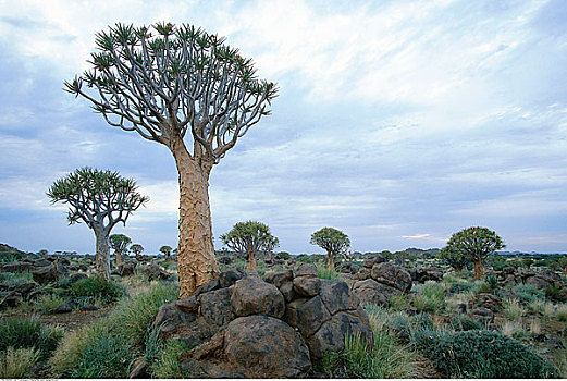 抖树,地点,纳米比亚,非洲