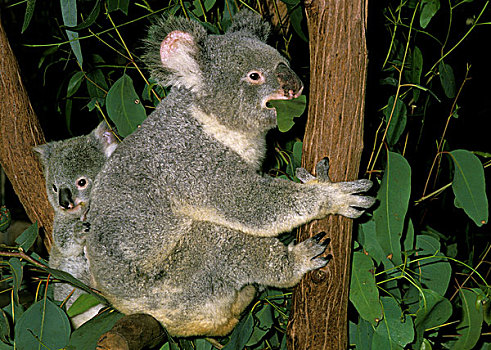 树袋熊,雌性,吃,桉树,叶子,幼兽,澳大利亚