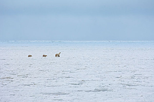 北极熊,群,成年,雪原,曼尼托巴