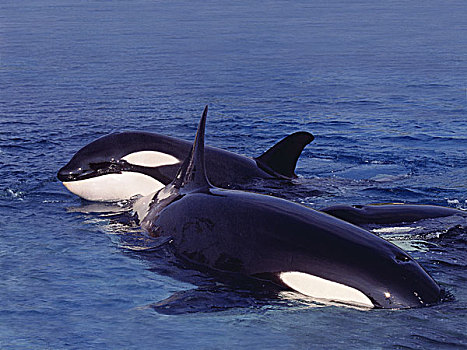 逆戟鲸,成年,站立,水面,加拿大