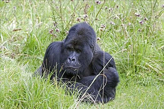 山地大猩猩,大猩猩,银背大猩猩,维龙加山,火山国家公园,卢旺达,非洲
