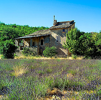 薰衣草种植区,乡村,房子,阿尔卑斯山,法国