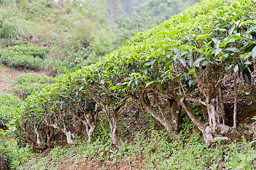 茶,山茶,植物,茶园,海鳗,不动产,靠近,水库,奴娃拉伊利雅,斯里兰卡,亚洲