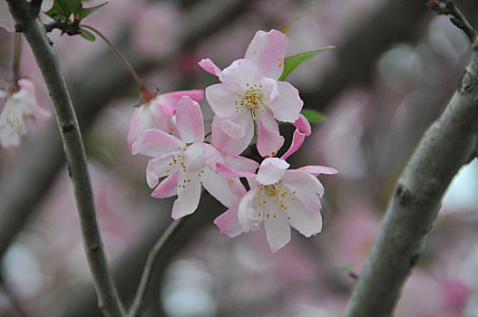 春天美术馆前海棠花美丽盛开