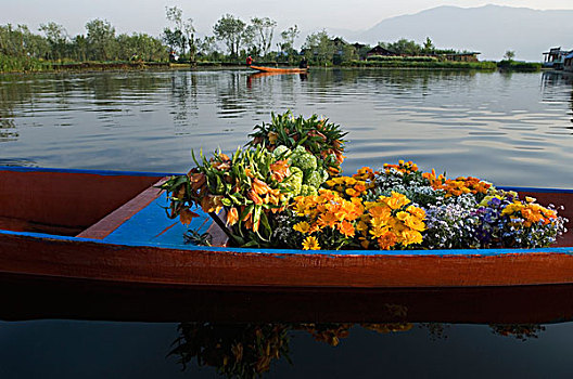花,船,销售,斯利那加,查谟-克什米尔邦,印度