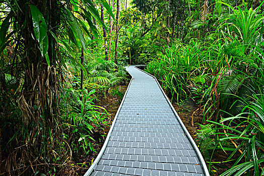木板路,雨林,困苦,国家公园,昆士兰,澳大利亚
