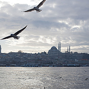 土耳其,清真寺,海鸥