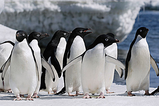 阿德利企鹅,群,保利特岛,南极半岛,南极