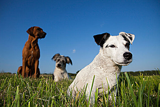 梗犬,坐,草地,正面,杂交品种,狗