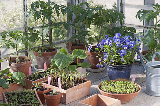 植物,蔬菜,夏花,温室
