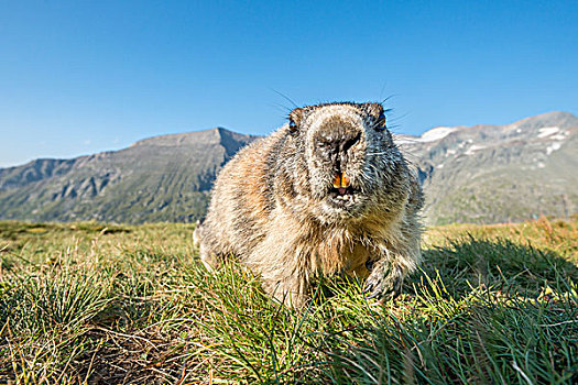 阿尔卑斯山土拨鼠,旱獭,高,陶安,国家公园,卡林西亚,奥地利,欧洲