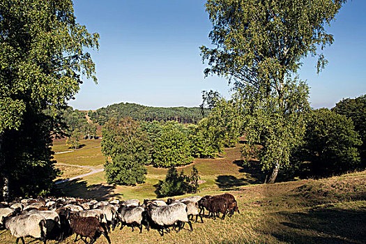 绵羊,海德,自然保护区,汉堡市