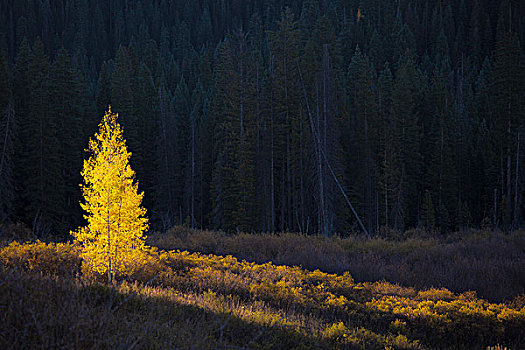 发光,黄色,秋天,树,科罗拉多,美国