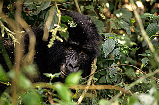 乌干达,山地大猩猩,肖像
