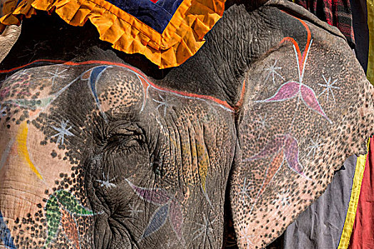 大象,琥珀堡,斋浦尔,拉贾斯坦邦,印度