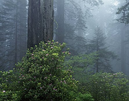 红杉国家公园,红杉,树林,加利福尼亚,美国