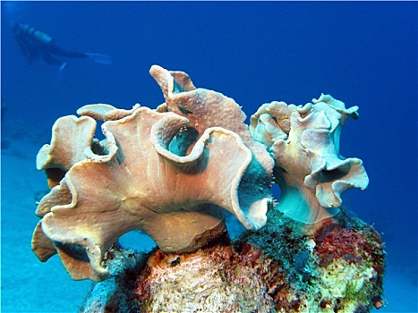 珊瑚礁,软珊瑚,潜水,水下