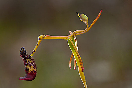 锤子,兰花,花,机械,操控,传粉昆虫,右边,位置,花粉,南,佩思,西澳大利亚州