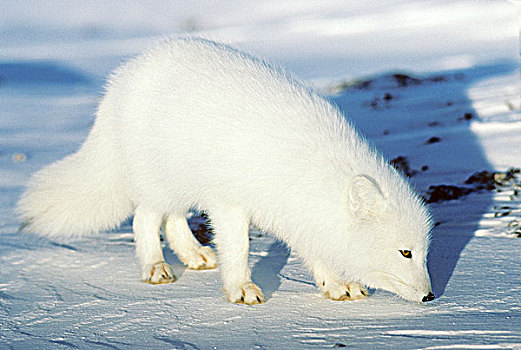 成年,北极狐,觅食,海岸线,哈得逊湾,北极,曼尼托巴,加拿大
