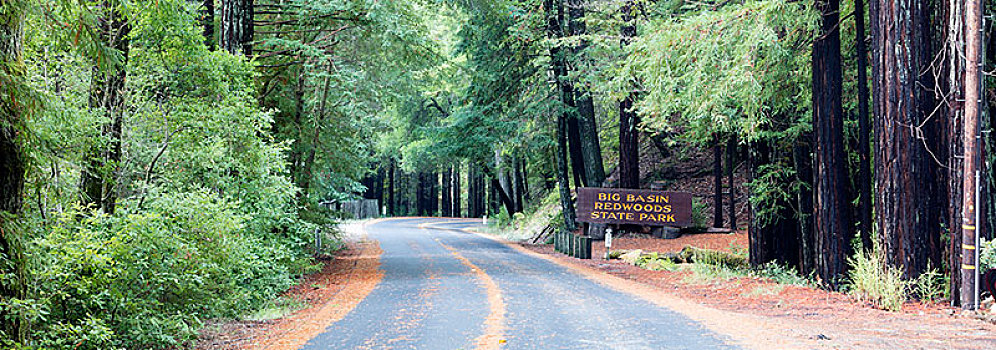 道路,路标,大,红杉,州立公园,加利福尼亚,美国,北美