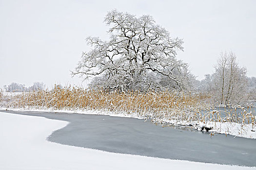 积雪,老,橡树,自然保护区,黑森州,德国