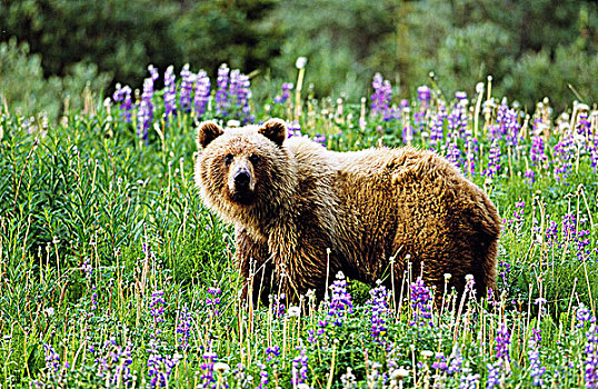 大灰熊,北方,不列颠哥伦比亚省,加拿大