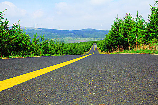 草原山柏油路松树林