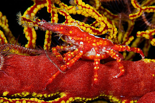 保护色,红色,柳珊瑚目,巴拉望岛,菲律宾,亚洲