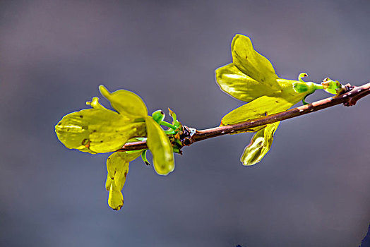 迎春花卉