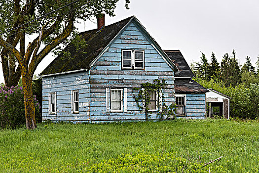 建筑,房子,新布兰斯维克,加拿大
