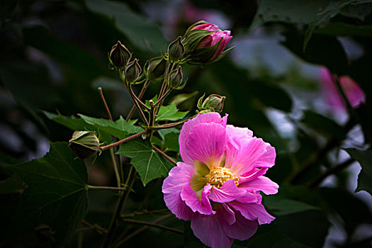 美丽的芙蓉花,木芙蓉,拒霜花,木莲,地芙蓉,华木