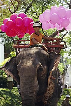泰国,男人,骑,大象,公园,气球