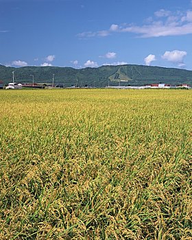 稻米,乡村地区