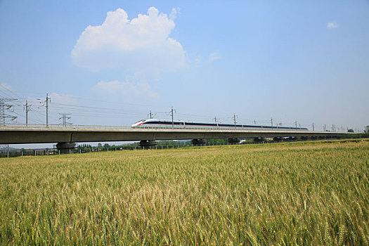 山东省日照市,高铁驶过万亩麦田茶园,蓝天白云下的田野生机无限