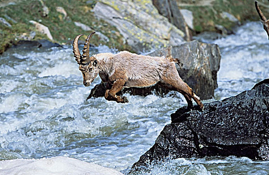 阿尔卑斯野山羊,羱羊,年轻,尝试,跳跃,上方,山,湍流,长,冬天,高山,动物