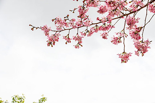 春暖花开樱花背景图