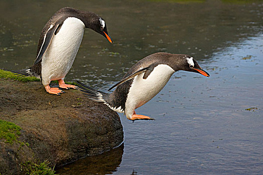 巴布亚企鹅,湾,南乔治亚,南极