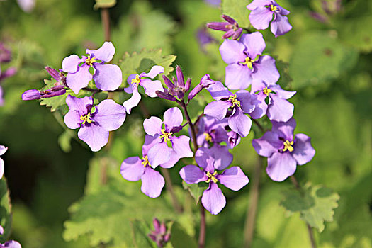 诸葛菜,菜子花