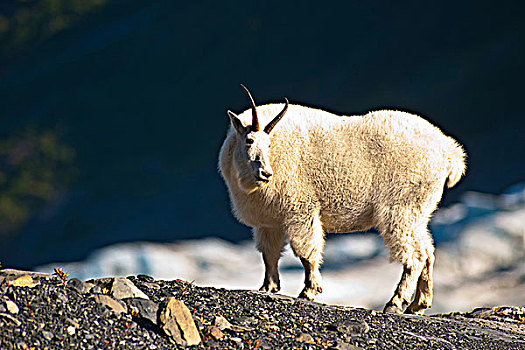 石山羊,站立,山脊,靠近,小路,出口,冰河,背景,奇奈峡湾国家公园,肯奈半岛,阿拉斯加,夏天
