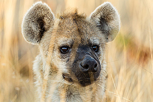 斑鬣狗,头像,马沙图禁猎区,博茨瓦纳,非洲