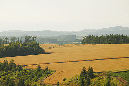 麦田