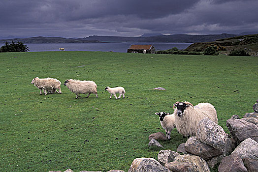 欧洲,苏格兰,斯凯岛,绵羊