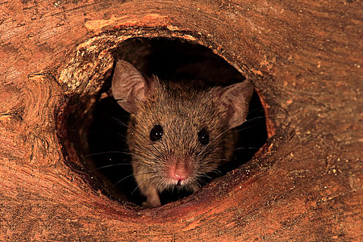 家鼠,小鼠,成年,看,室外,节孔,警惕,好奇,兴趣,可爱,动物,德国,欧洲