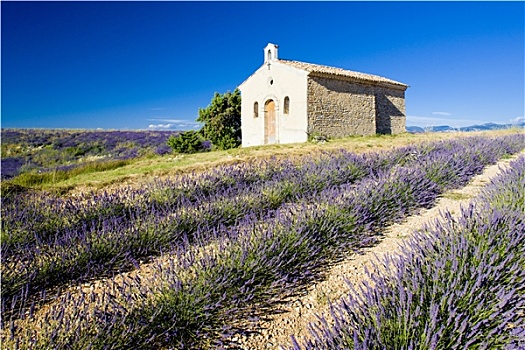 小教堂,薰衣草种植区,瓦伦索高原,普罗旺斯,法国