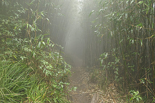 小路,雨林,顶峰,山峦,越南